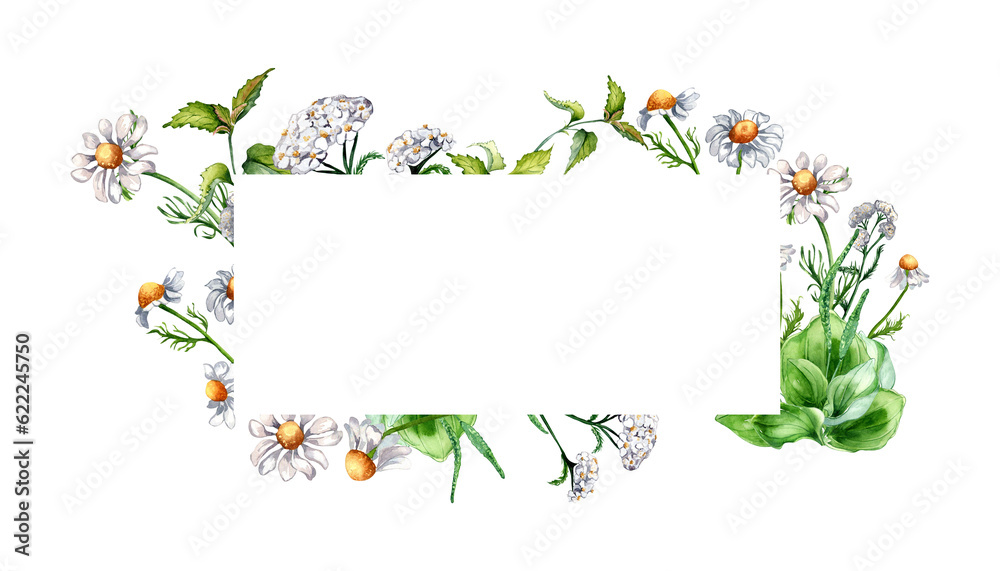 Frame of meadow medicinal flower, herb plants watercolor illustration isolated on white background. Daisy, camomile, plantain, achillea millefolium hand drawn. Design for label, package, postcard Frame of meadow medicinal flower, herb plants watercolor illustration isolated on white background. Daisy, camomile, plantain, achillea millefolium hand drawn. Design for label, package, postcard