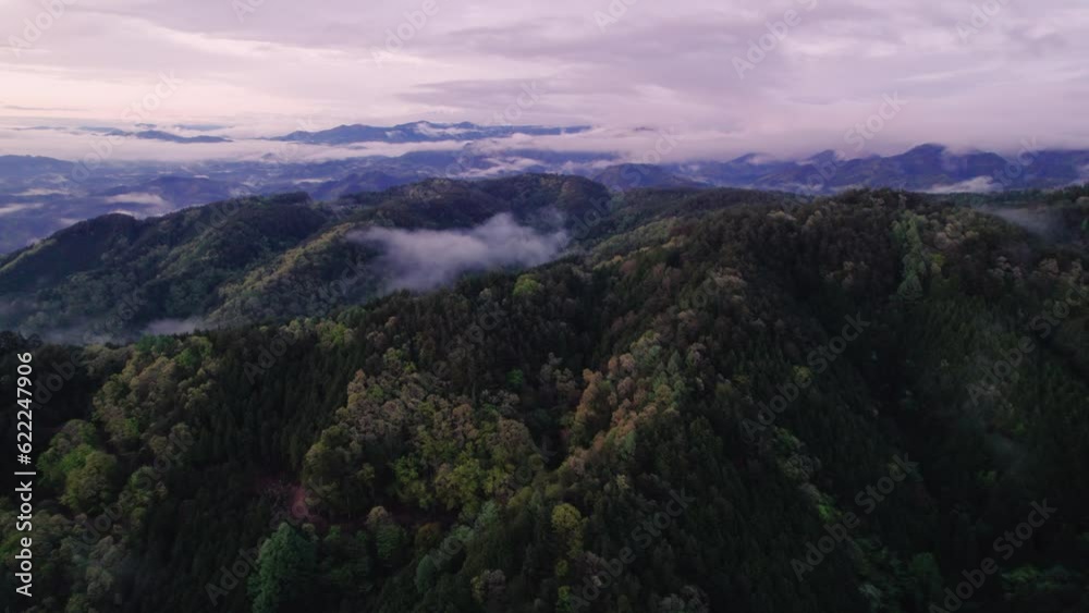 Aerial video of the forest Aerial video of the forest