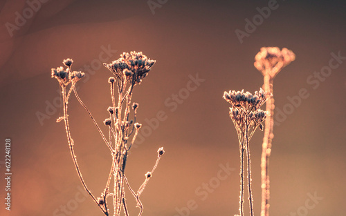 Frosen nature