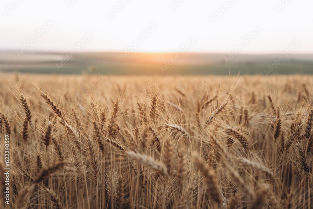 field of wheat in summer, golden wheat field at sunset.