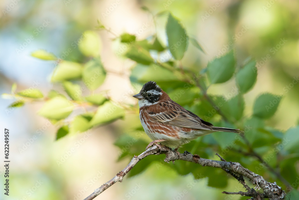 Male rustic bunting, Emberiza rustica perched on a branch in Finnish nature, during summer in Northern Europe Male rustic bunting, Emberiza rustica perched on a branch in Finnish nature, during summer in Northern Europe