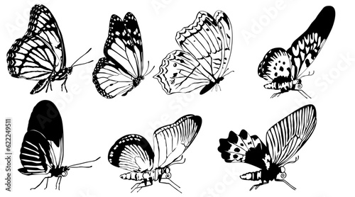 Butterflies Vector Set 3