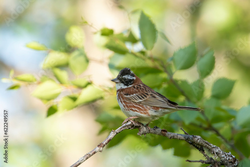 Male rustic bunting, Emberiza rustica perched on a branch in Finnish nature, during summer in  Northern Europe