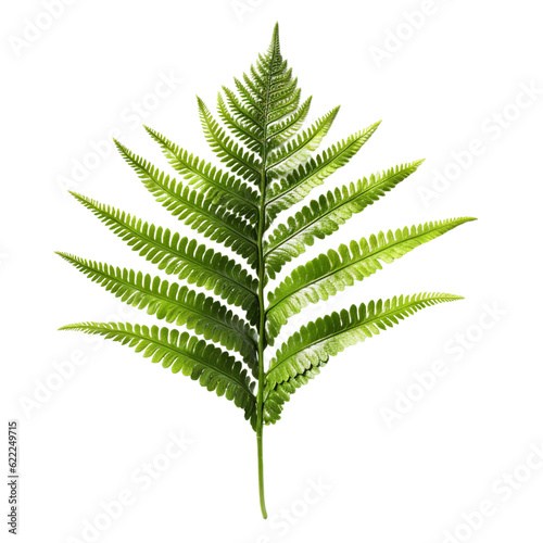 Fern frond. isolated object, transparent background photo