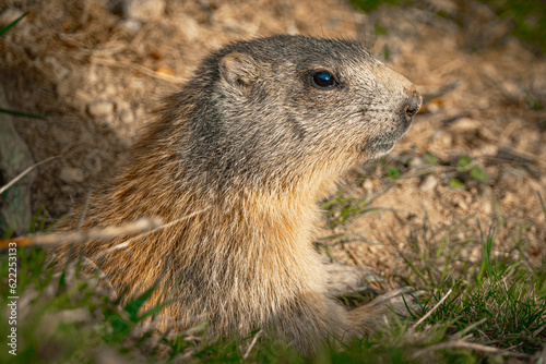prairie marmot eating grass