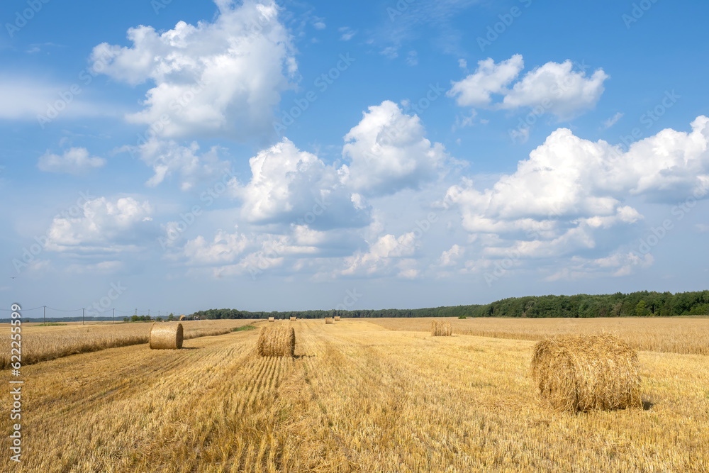 Hay bales. Agricultural landscape. Field with yellowed grass. Round hay bales under blue sky. Territory of farm. Hay bales straw. Autumn harvest. Agricultural business. Haystack lie on field