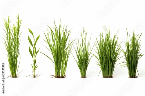 Collection of Green Grass Isolated on White Background. Generative ai © Scrudje