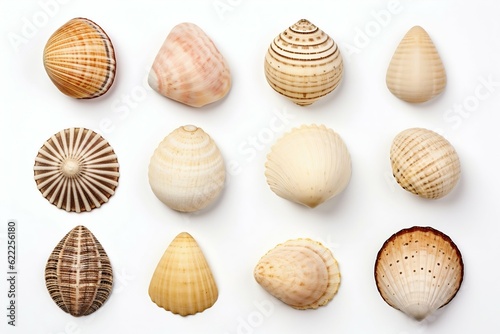 Collection of Seashells Isolated on White Background. Generative ai