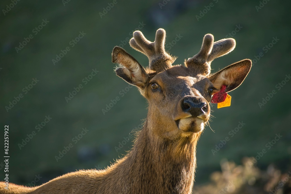 Obraz premium Deer in the New Zealand Bush