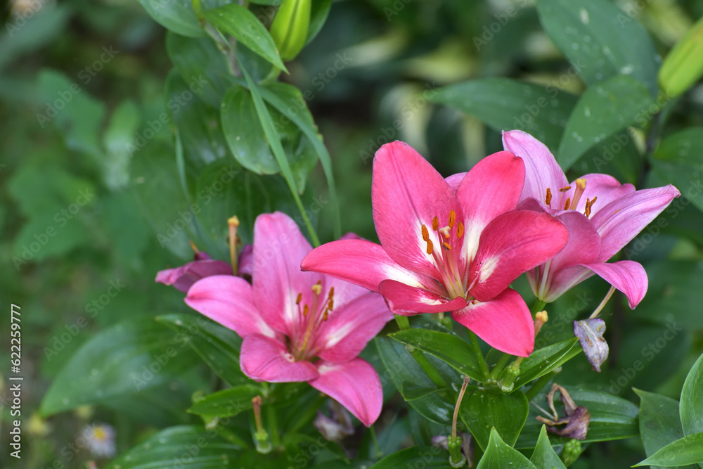 Large pink lilies in the flower garden Large pink lilies in the flower garden