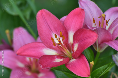 Large pink lilies in the flower garden