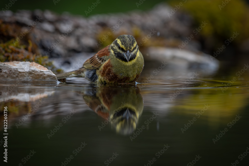 Cirl Bunting bathing in a refection pool of water