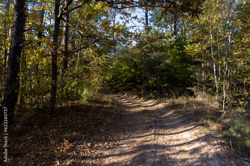 Fototapeta premium A road for cars in an autumn forest with trees
