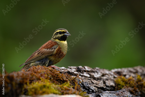 Cirl Bunting Perched on a mossy rock