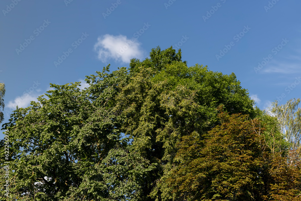 Obraz premium A variety of trees growing in the park