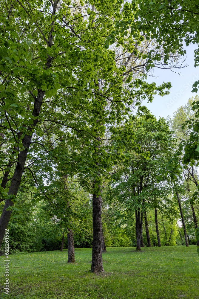 deciduous trees in the park in cloudy spring weather deciduous trees in the park in cloudy spring weather