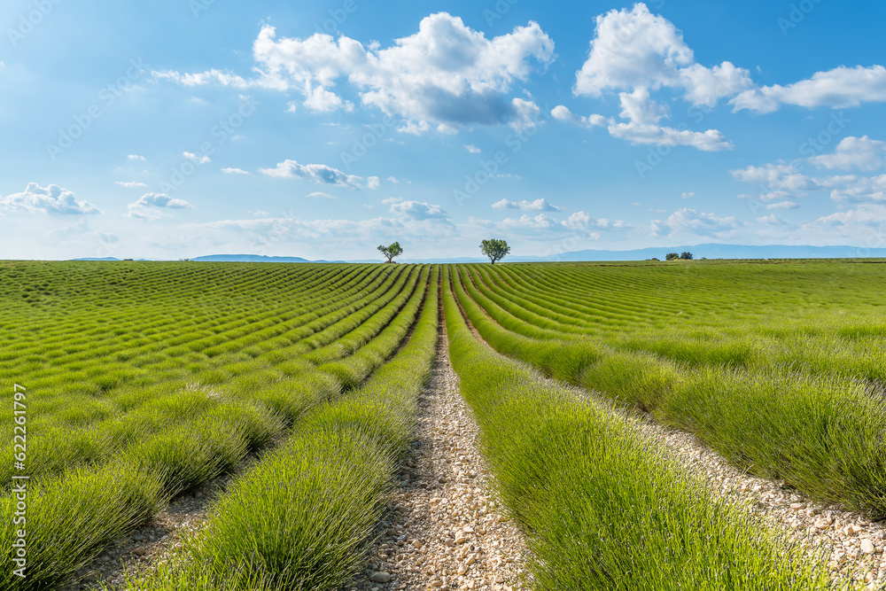 Scenic view of green lavender field before blooming in Provence south of France during warm summer Scenic view of green lavender field before blooming in Provence south of France during warm summer