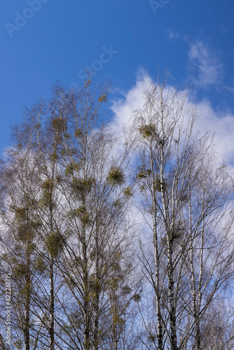 Tall birch trees in early spring without foliage