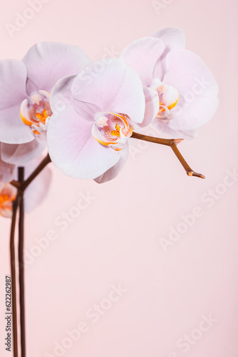 Beautiful gentle pink orchi...