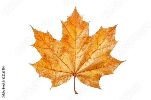 Maple leaf.transparent background