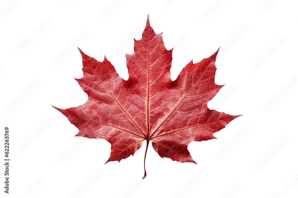 Naklejka premium Maple leaf. isolated object