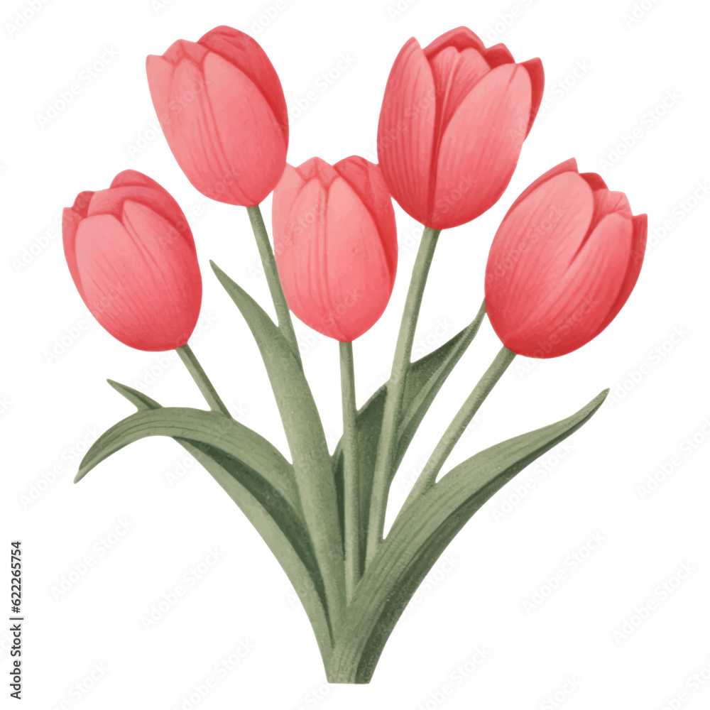 Fototapeta premium Red Tulip Flower For Valentine's Day