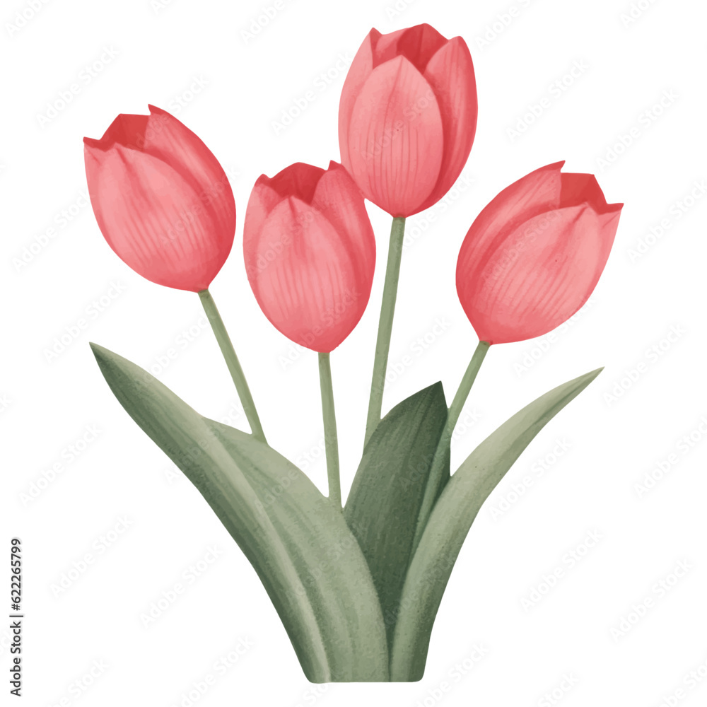 Fototapeta premium Red Tulip Flower For Valentine's Day