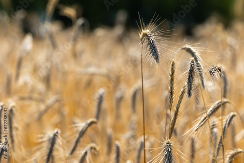 Close up of golden ears of ripe wheat ready for harvest. Photo taken on a sunny summer day