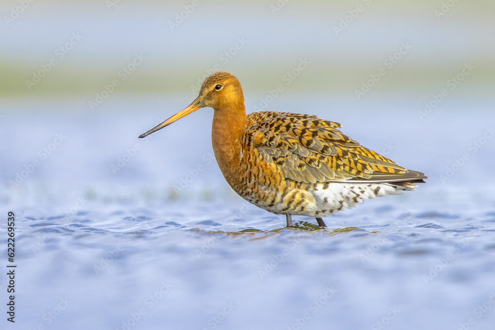 Black Tailed Godwit with Bright Background Black Tailed Godwit with Bright Background