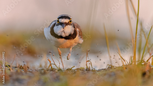 Tableau sur toile Little Ringed Plover running on bank