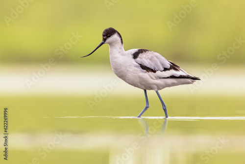 Pied avocet foraging in shallow water photo