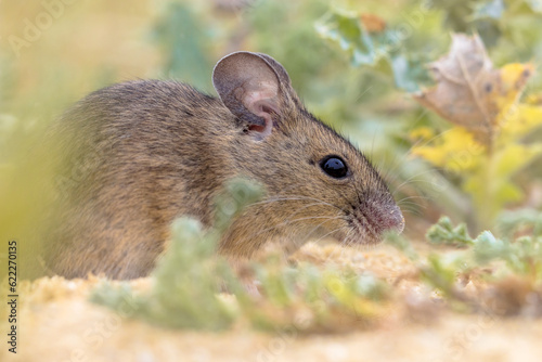 Wood Mouse in Natural Environment with Plants