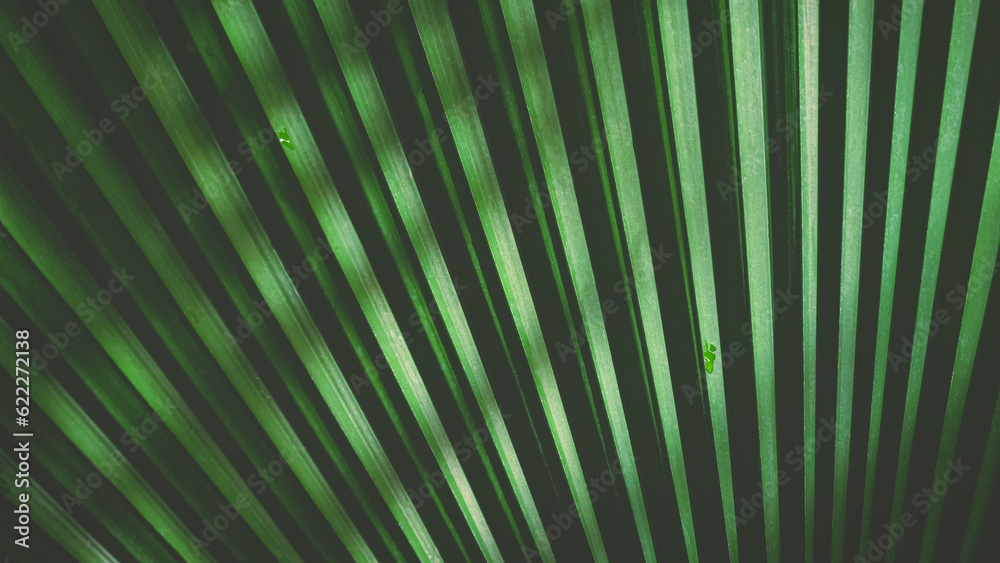 Fototapeta premium Sunlight and shadow on surface of green Licuala Orbicularis palm leaf in dark tone style, Natural foliage background