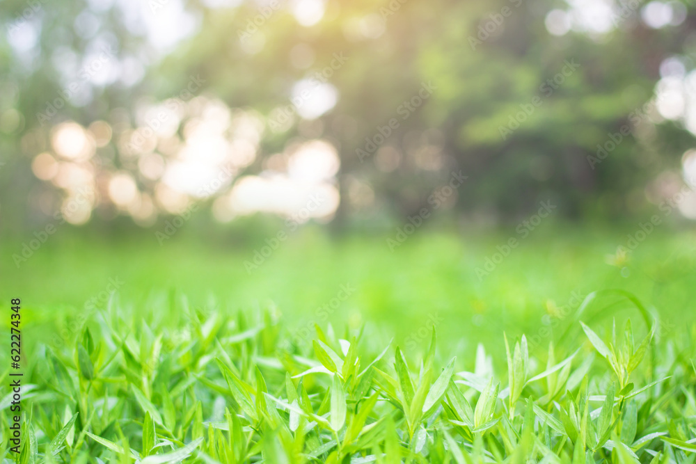 green grass blur background with the morning sun green grass blur background with the morning sun
