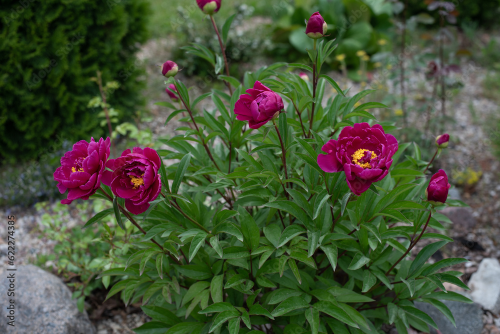 A beautiful healthy large rose bush of large flowers in a green garden in the village in summer A beautiful healthy large rose bush of large flowers in a green garden in the village in summer