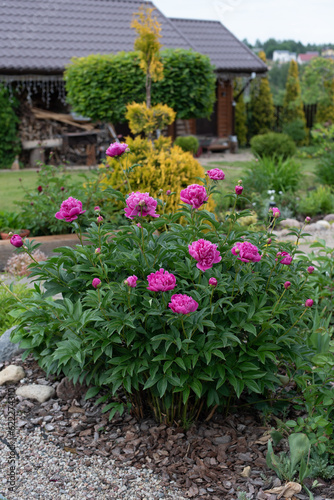 A beautiful healthy large rose bush of large peonies in a green garden in the village in summer