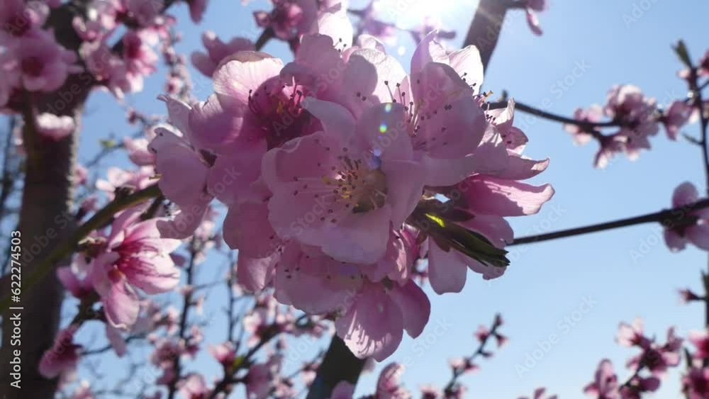 Branches of peach tree with fresh pink flowers moved by wind, blue sky and sun rays on sunny spring day - slow motion. Topics: flora, spring, season, orchard, sun energy, blooming, beauty of nature