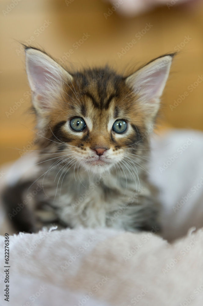 Portrait eines Maine Coon Kitten