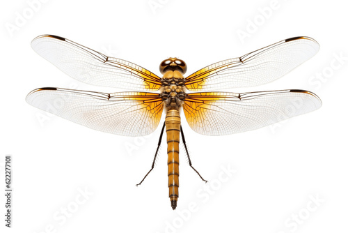 Dragonfly Insect Bug on Transparent Background. Generative AI © AIstudio1