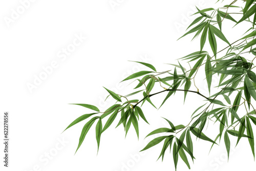 Dark Green Bamboo Leaves: Ornamental Forest Garden, Isolated on Transparent Background. Generative AI © AIstudio1