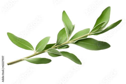 Fresh Twig of Sage Several Leaves  Herb  Medicinal. Generative AI
