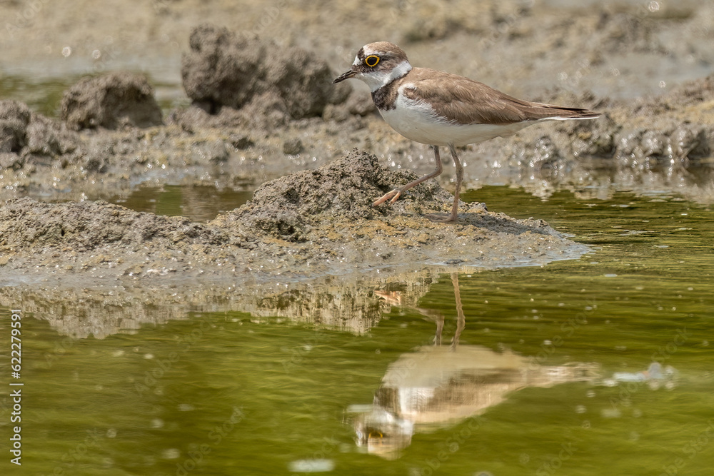 Little ringed plover standing in the mud looking for food Little ringed plover standing in the mud looking for food