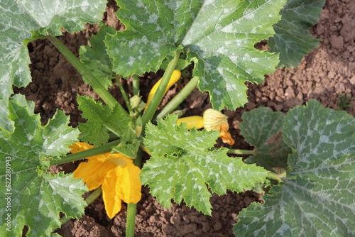 Zucchini plant. Zucchini with flower and fruit in field. Green vegetable marrow growing on bush. Courgettes blossoms