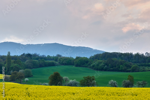Spring slovak rural landscape with canola field and blooming trees at sunset. Forest in the background. Chocholna, Slovakia