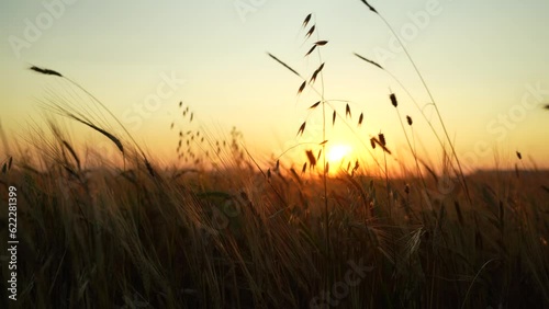 Ears of golden wheat swaying in the wind on the field at sunset.