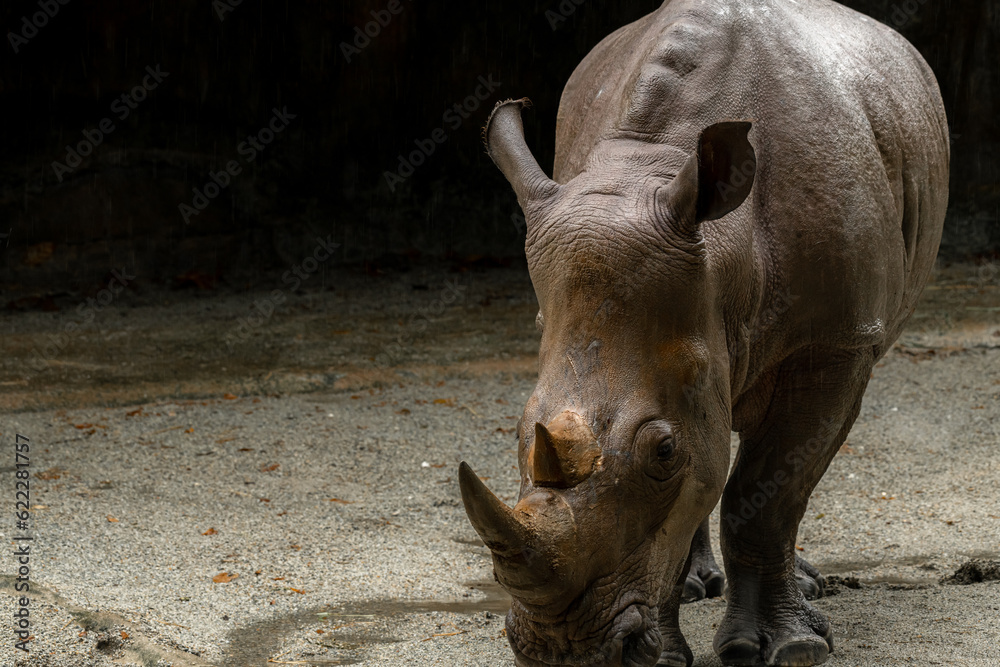 A close up photo of an endangered white rhino, rhinoceros face A close up photo of an endangered white rhino, rhinoceros face