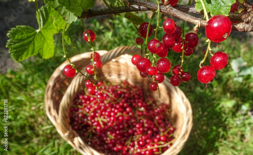 Branches of large red currant hanging over a basket of collected berries