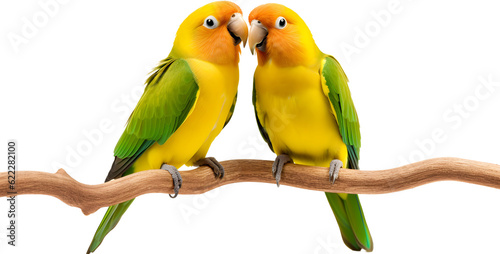 Cute Agapornis parrot birds, in love, isolated on transparent background photo