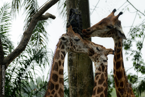 Giraffe in park eating the grass - animal background  jungle