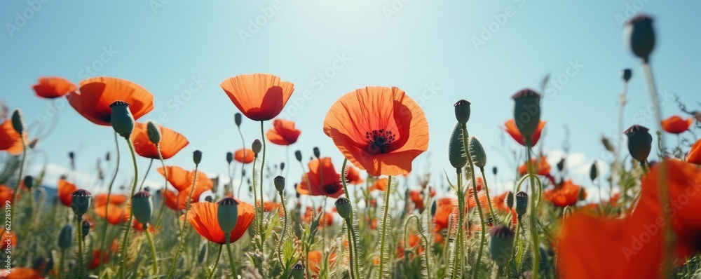 Obraz premium Close up beautiful banner red poppy flowers in summer in nature outdoors on sunny day against blue sky. Blooming poppies in wild. Ai generative.
